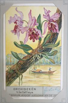 Liebig chromo orchids 1937