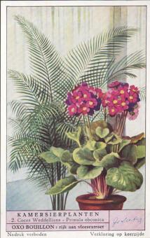 Gedetailleerde illustratie uit de Liebig reeks Kamersierplanten