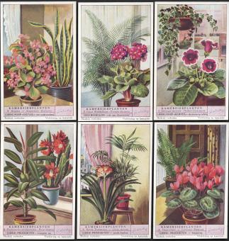 Liebig card from the series Ornamental House Plants, 1953