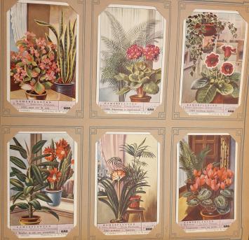 Chromo Liebig de la série Plantes Ornementales d'Intérieur, 1953