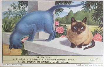 Liebig chromo katten 1957